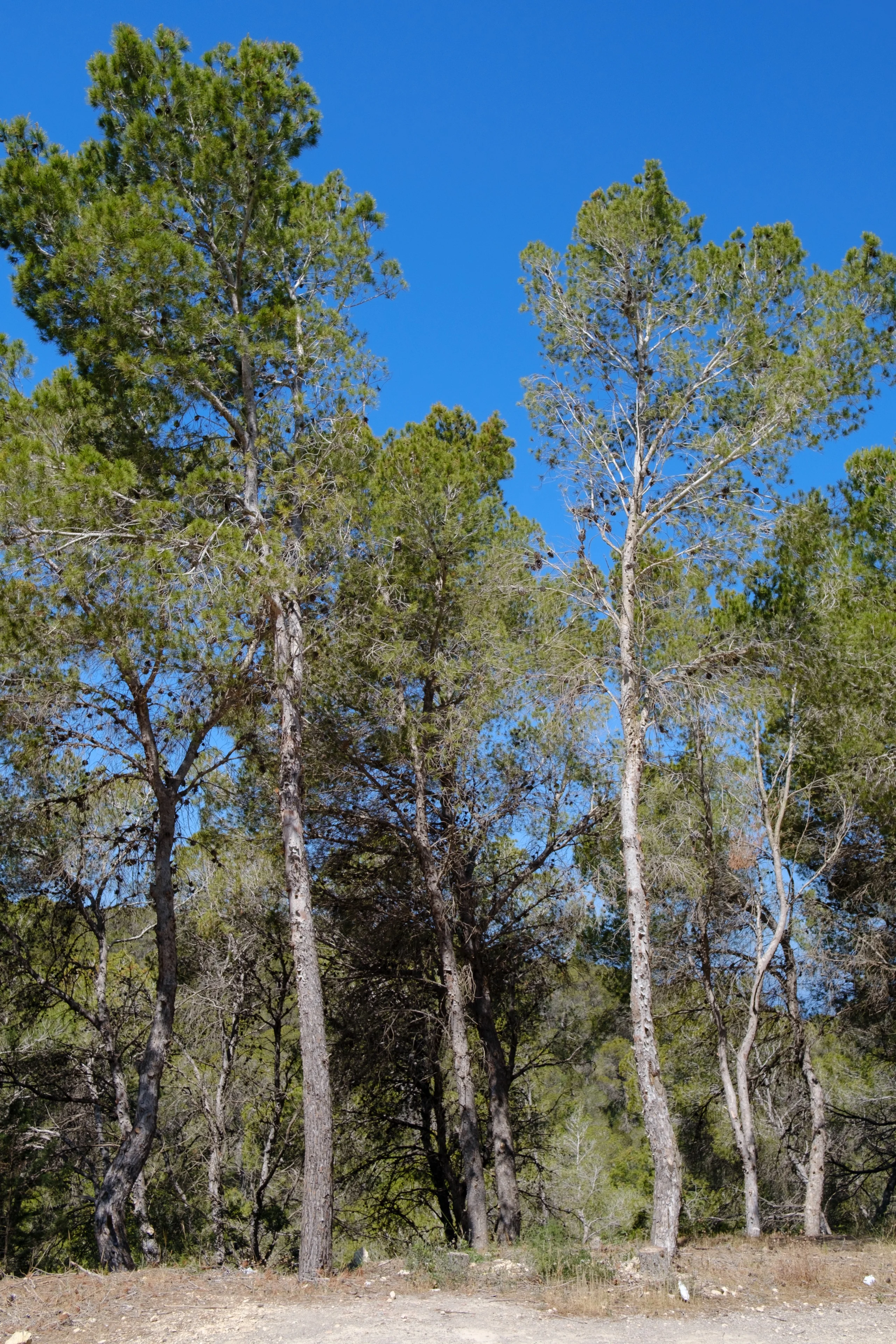 Photo from album Eivissa / Ibiza πͺπΈ (May 2025) taken on 05/25/2025