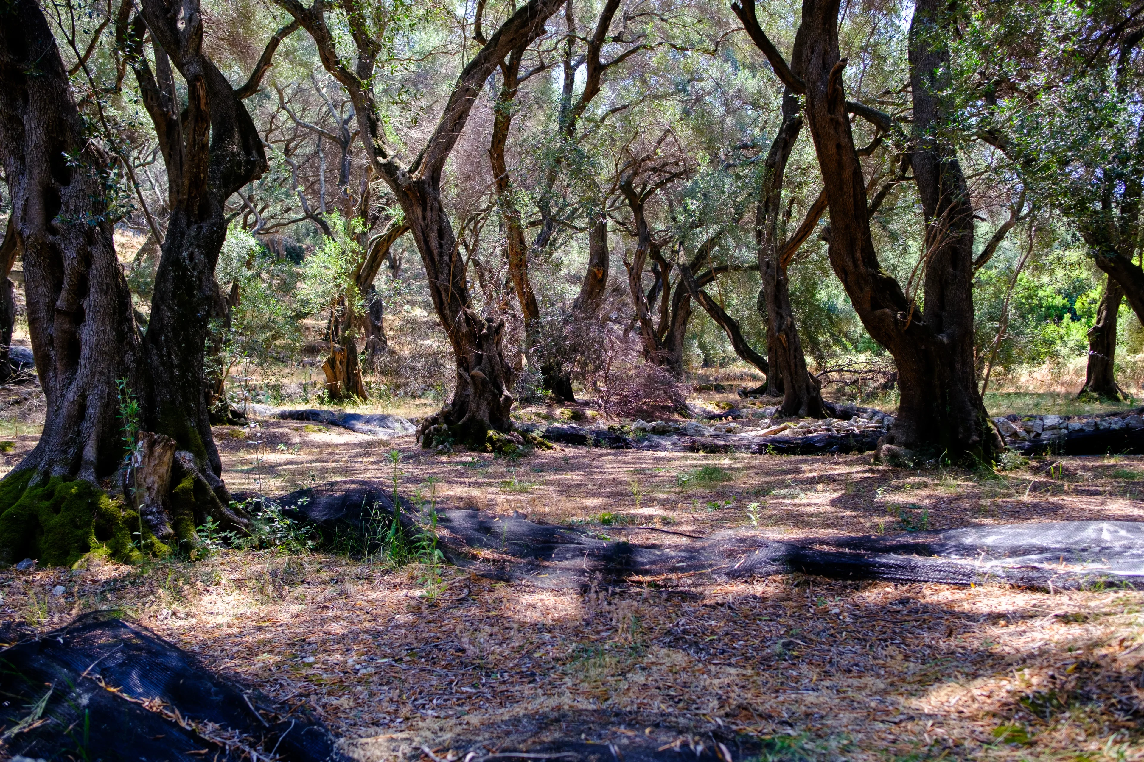 Photo from album Κέρκυρα / Corfu  🏖️ (Été 2025) taken on 07/06/2025